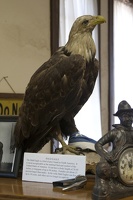 317-2020 Bald Eagle